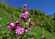 18 Fiori rossi di Silene dioica